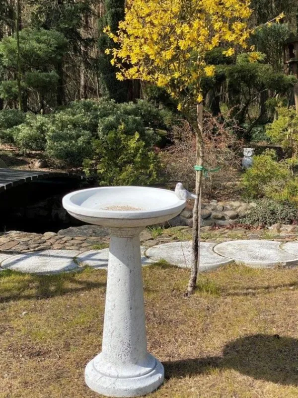 Gartendekoparadies Belle-Bain d'oiseau à base ronde