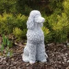 Gartendekoparadies Animaux-Caniche fier avec des boucles pulpeuses