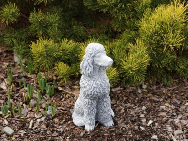 Gartendekoparadies Animaux-Caniche fier avec des boucles pulpeuses