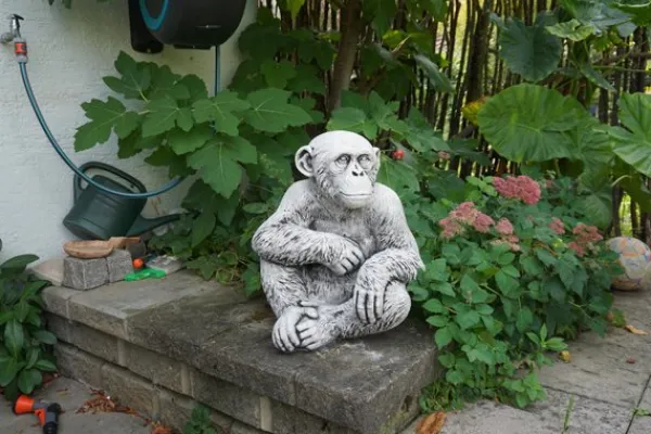 Gartendekoparadies Animaux-Chimpanzé drôle