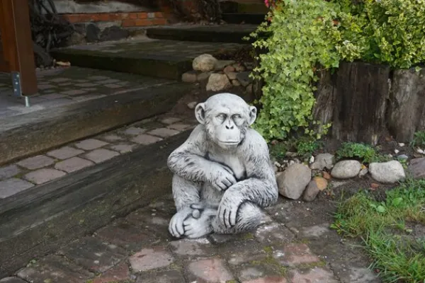 Gartendekoparadies Animaux-Chimpanzé drôle