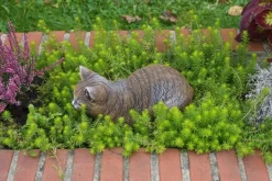 Gartendekoparadies Animaux-Figurine chat marron