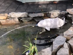 Gartendekoparadies Animaux-Gros poisson koi