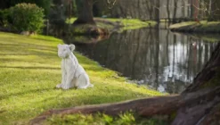 Gartendekoparadies Animaux-Lionne puissante