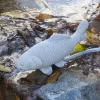 Gartendekoparadies Animaux-Petit poisson koi