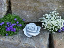 Gartendekoparadies Belle-Prix ​​spécial : deux roses décoratives