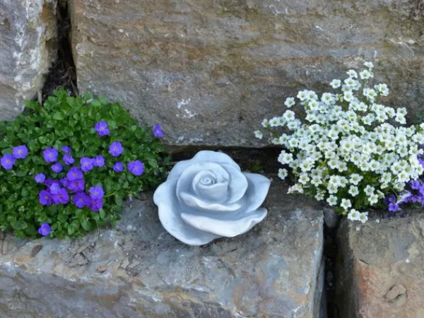 Gartendekoparadies Belle-Prix spécial : deux roses décoratives