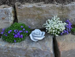 Gartendekoparadies Belle-Prix spécial : deux roses décoratives
