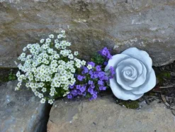 Gartendekoparadies Belle-Prix spécial : deux roses décoratives
