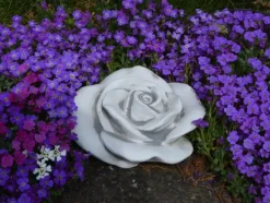 Gartendekoparadies Belle-Prix spécial : deux roses décoratives